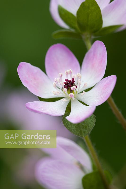 Hepatica nobilis var pubescens  