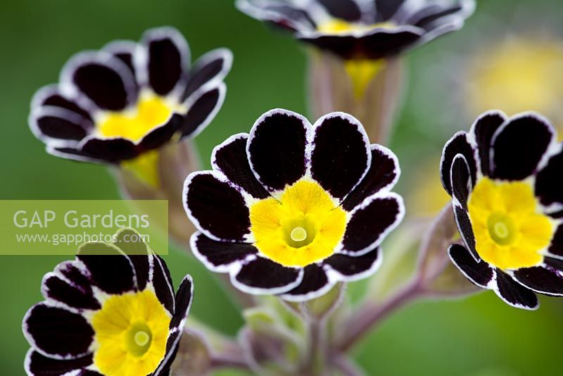 Primula Silver laced Group 