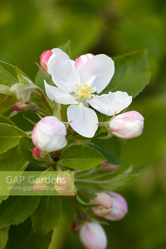 Malus pumila 'Montreal Beauty' - Paradise Crab apple in blossom