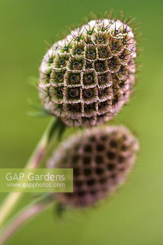 Seedheads of Scabiosa columbaria ochroleuca