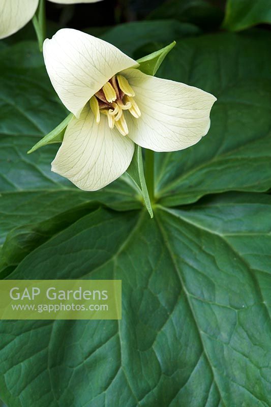 Trillium erectum - Buff Form