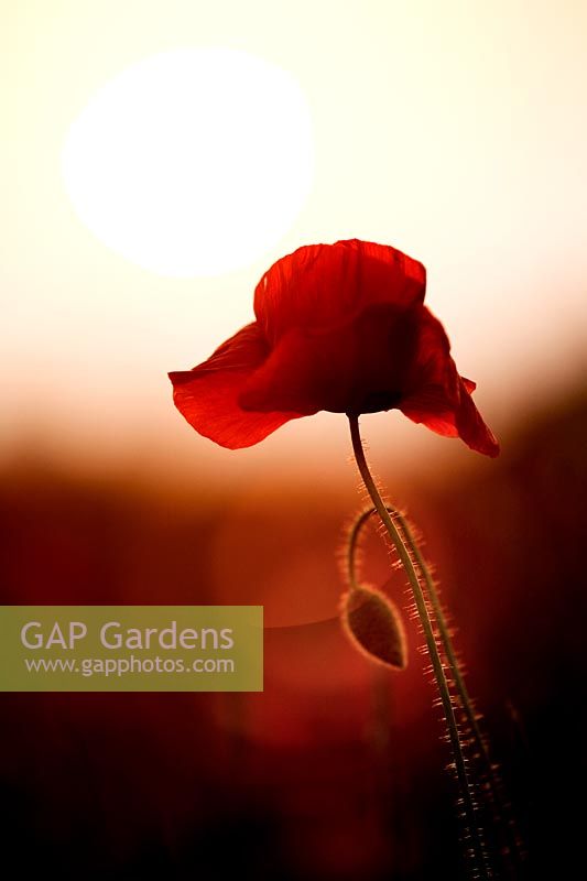 Papaver rhoeas - Field poppy infront of a low setting sun that has been used to create a red lens flare effect