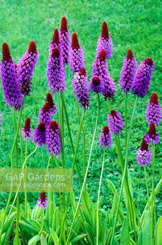 Primula vialii