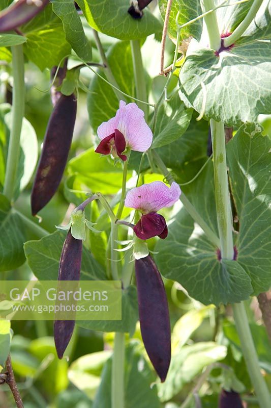 Purple flowered and podded pea 'Glory of Devon'