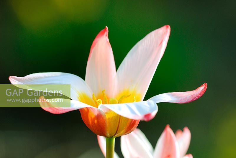 Tulipa kaufmanniana 'Heart's Delight'
