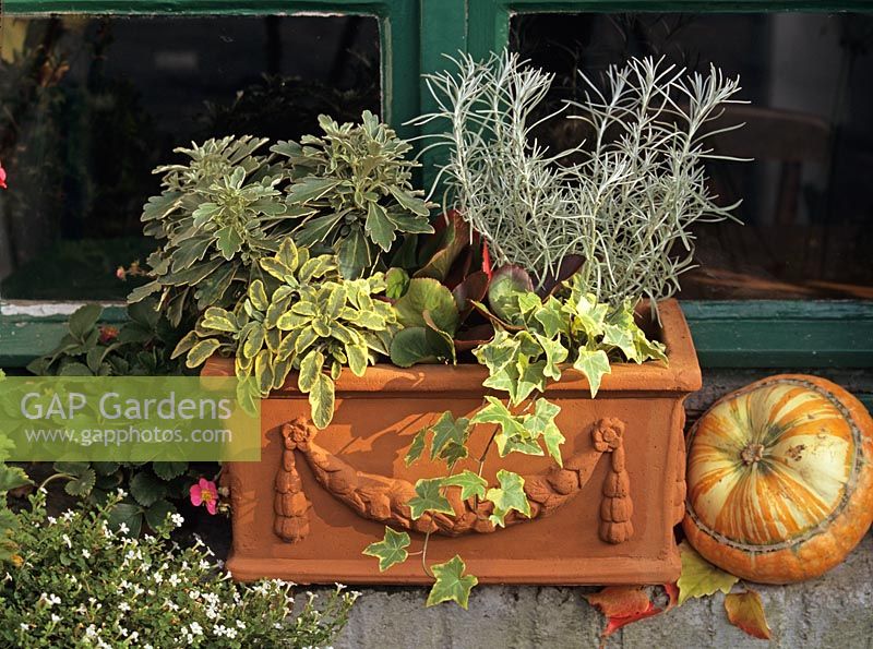Decorative terracotta container with Hedera, Bergenia 'Rotblum', Salvia and Helichrysum