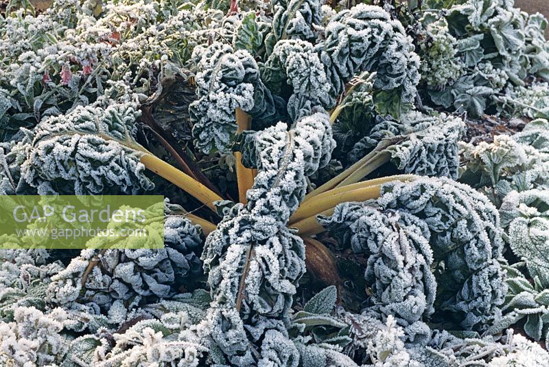 Beta vulgaris covered with frost