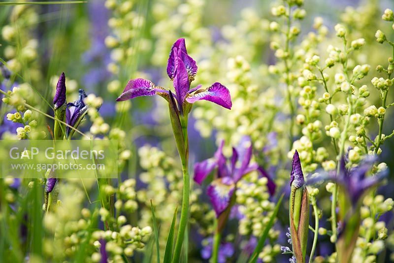 Iris sibirica with Tellima grandiflora -'The Savills Garden', Chelsea 2007