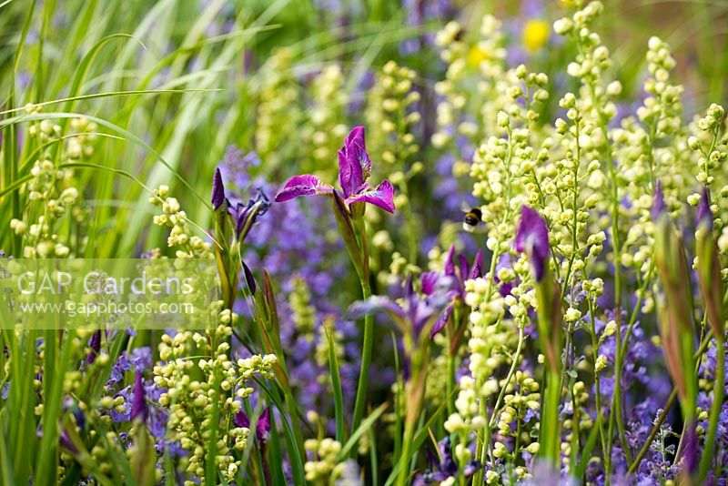 Iris sibirica with Tellima grandiflora -'The Savills Garden', Chelsea 2007