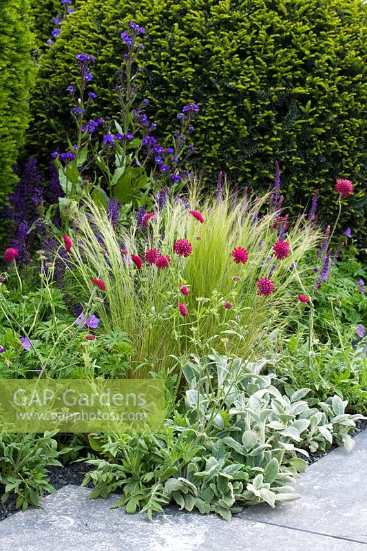 Planting softening paving edges including  Stipa tennuissima and Knautia macedonica
- 'The Chetwoods Garden', Chelsea 2007  