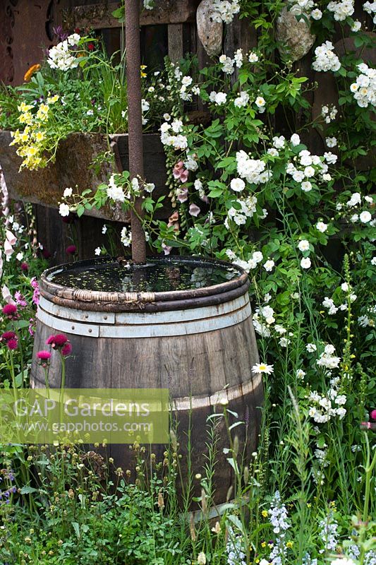 Water butt in informal garden with Rosa 'Rambling Rector' - 'Fetzer Sustainable Winery garden', Chelsea 2007  
