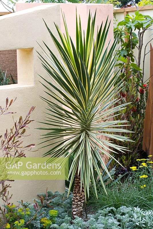 Yucca in small contemporary garden -'Porthgwyr Arts Garden', Chelsea 2007  