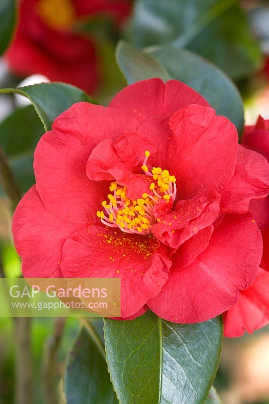 Camellia 'Dr Burnside'