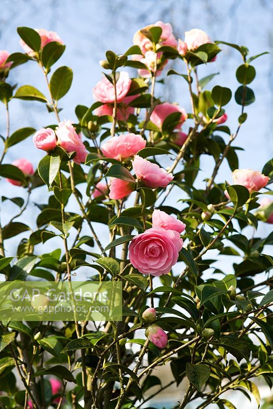Camellia 'E G Waterhouse'