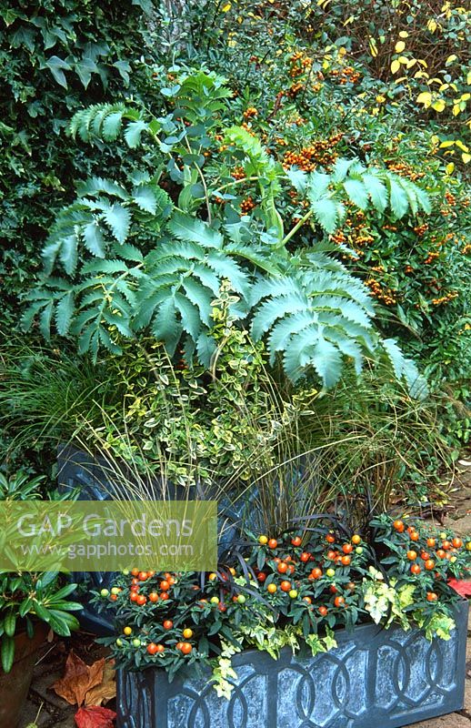 Metal style trough planted with Solanum capsicastrum and Carex flagellifera