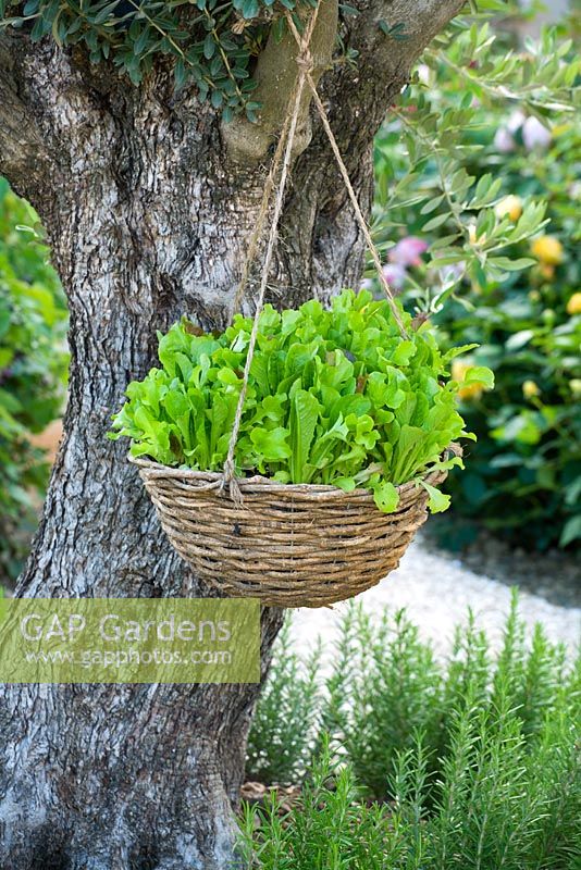 Salad vegetable in hanging basket - 'The Torres Tapas Garden', Hampton Court 2007