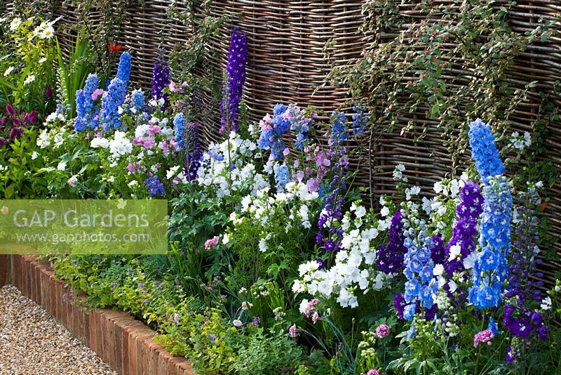 Delphinium and Matthiola in summer border -'Then and Now', Hampton Court 2007 