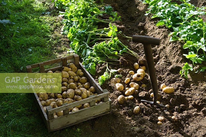 Freshly dug potatoes - 'The Village Post Office, Garage and Market Garden', Hampton Court 2007