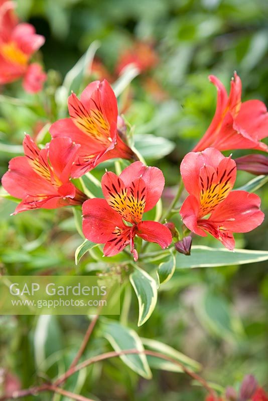 Alstroemeria 'Spitfire'