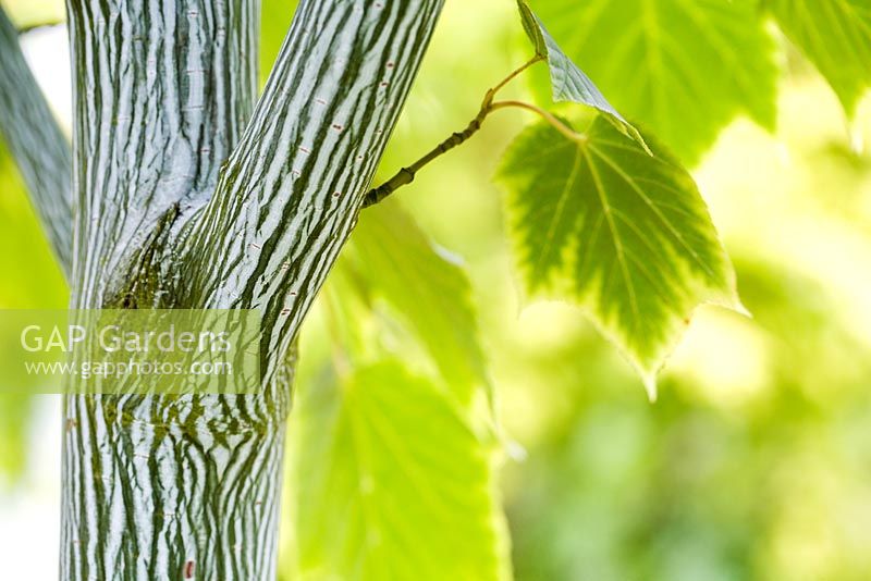 Bark and leaves of the Acer 'White Tigress' tree