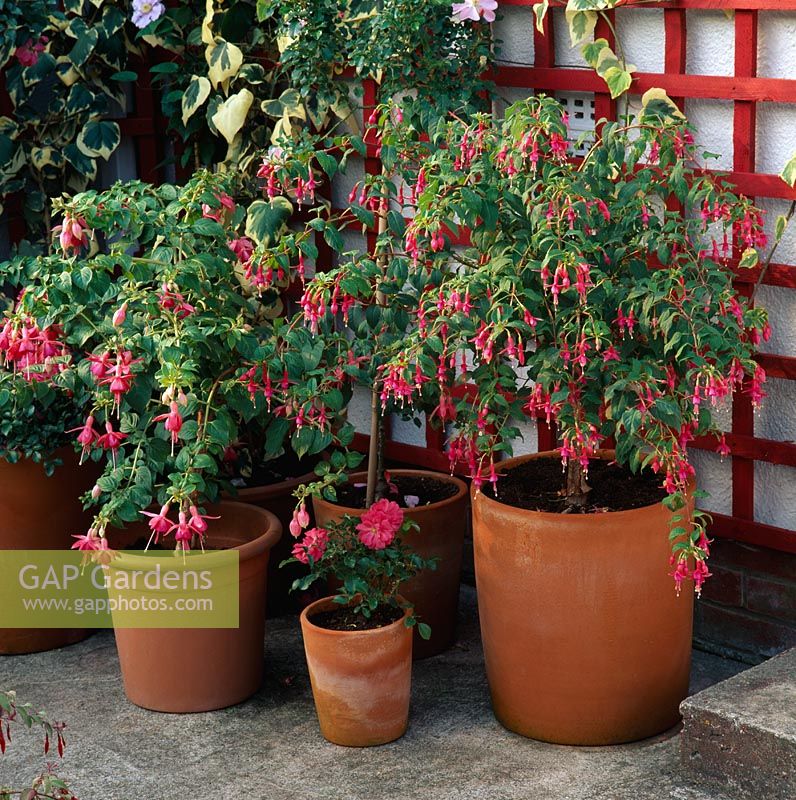 Containers of Fuchsia 'Margaret Brown', Fuchsia 'Barbara' and mini standard rose -Rosa 'Queen Mother'