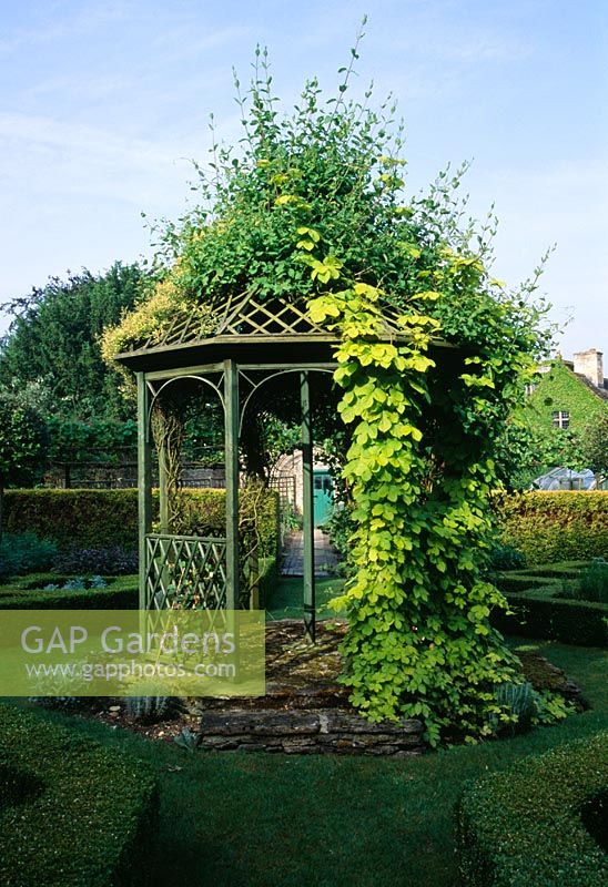 Bandstand in the herb garden covered with Golden Hop