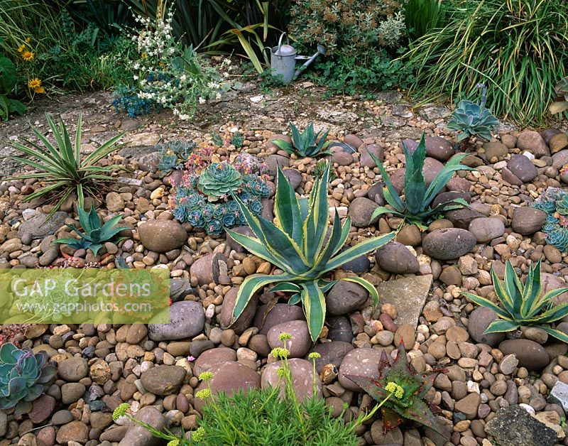 The cobbled garden with Agaves and Echeverias