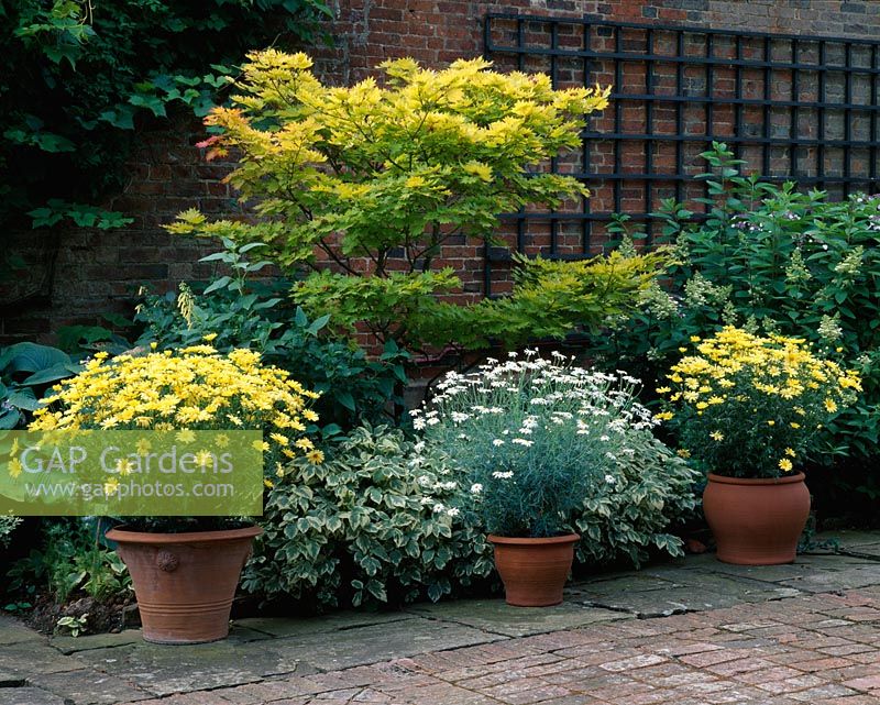 Courtyard with Acer and pots of Argyranthemum 'Jamaica Primrose'