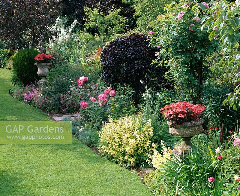 Border filled with Rosa and urns planted with Pelargonium 'Red Gables'