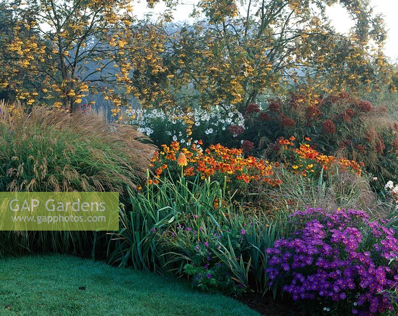 Sorbus 'Joseph Rock', Helenium 'Sahins Early Flowerer' and Aster 'Violet Queen'