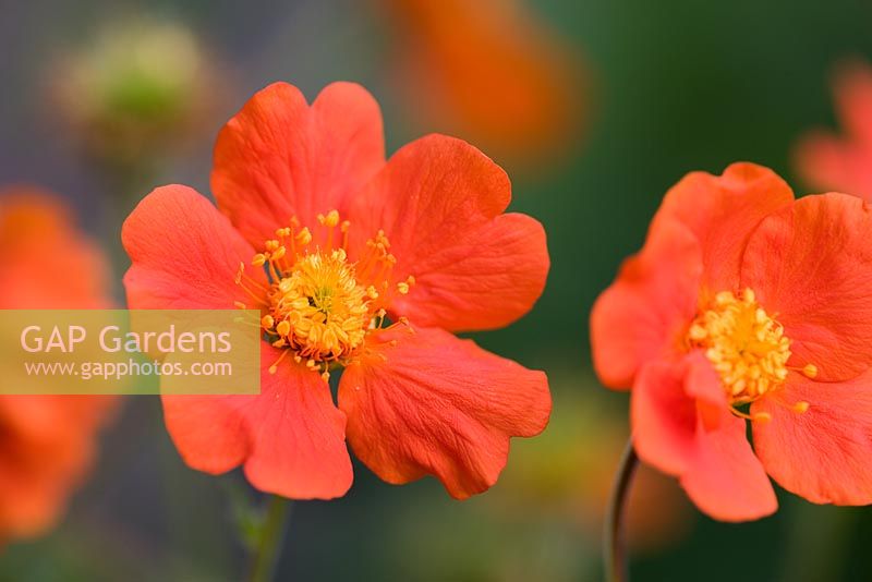 Geum cultorum