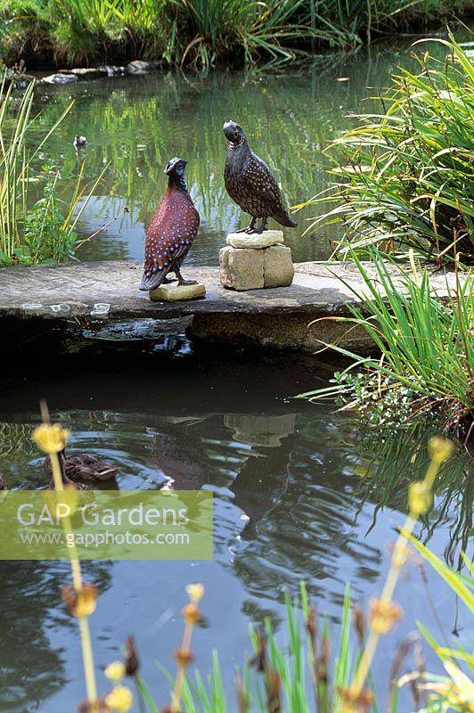 Pair of tragopan Pheasants in water garden -RHS Garden Wisley