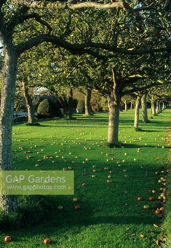 Apple orchard with windfallen apples on grass in evening sunlight - Helmingham Hall, Suffolk