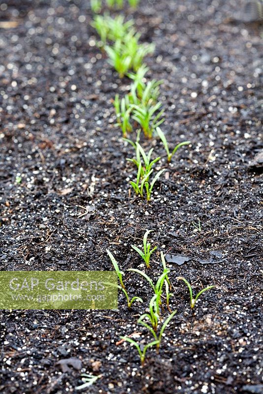 Baby carrot seedings growing in organic compost, April