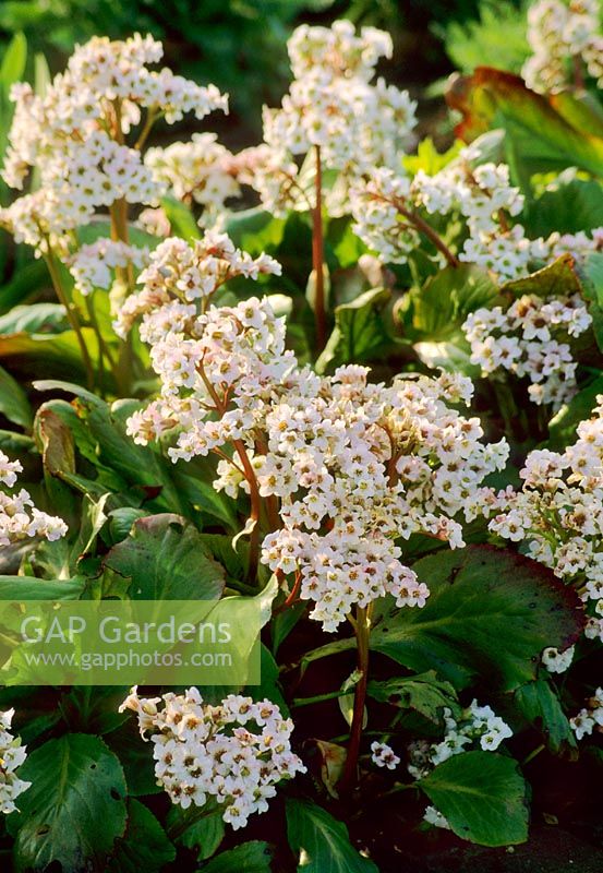 Bergenia 'Bressingham White'  