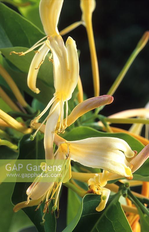 Lonicera hildebrandiana - Giant Burmese honeysuckle 