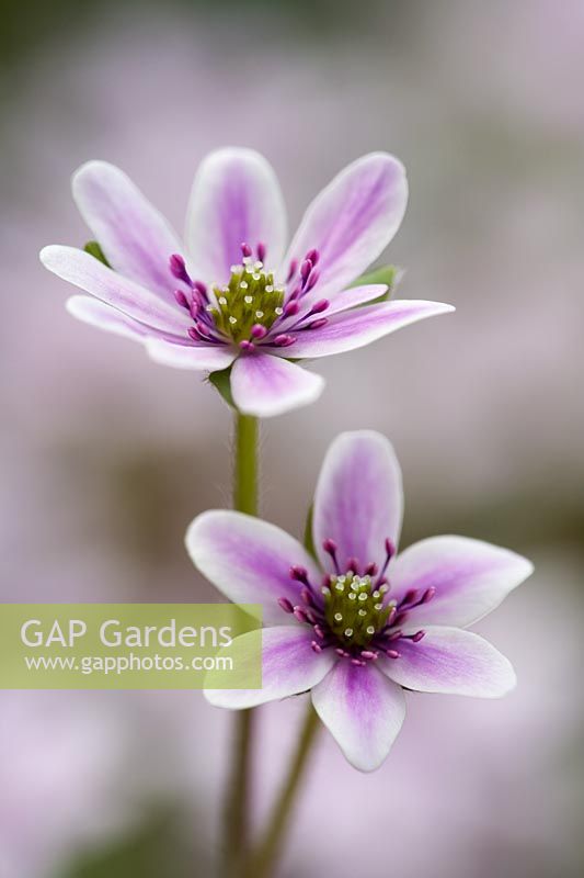 Hepatica nobilis var japonica f magna