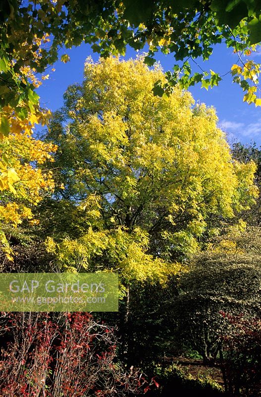 Fraxinus excelsior 'Aurea' - Surrey ash, Savill Gardens  