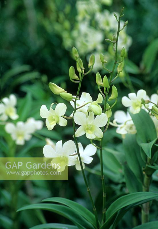 Dendrobium 'White Fairy'