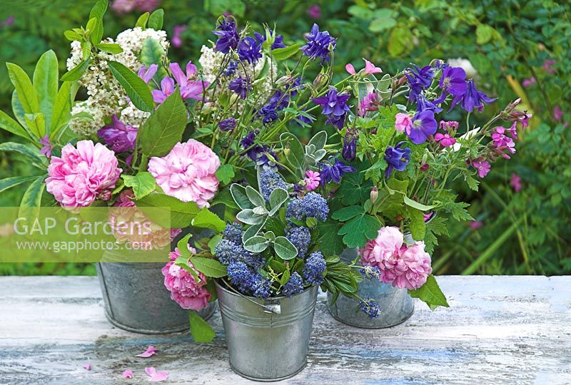 Outdoor still life with Aquilegia, Roses and Ceanothus in metal buckets  