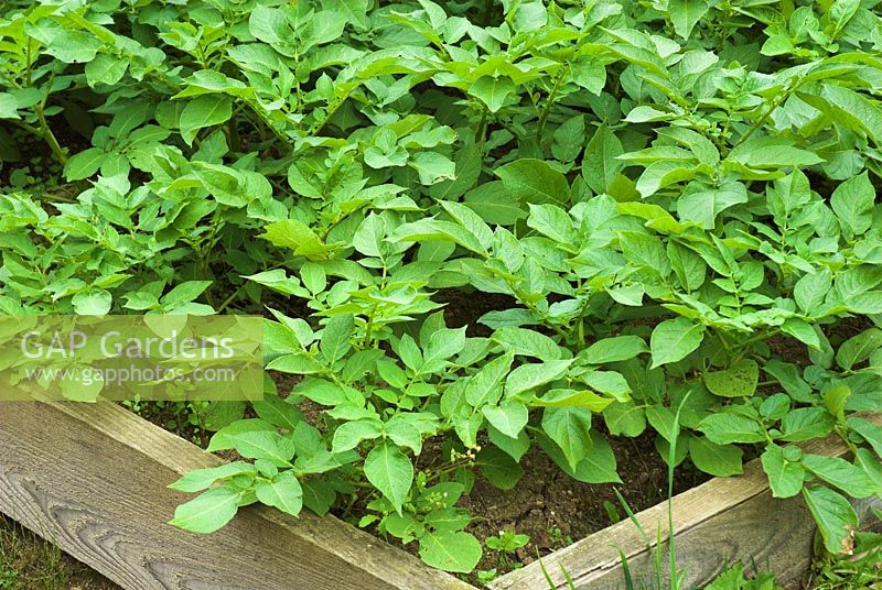 Raised bed with Solanum Tuberosum - Potatoes 
