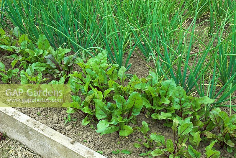 Rows of Beetroot and Onions in raised vegetable bed
