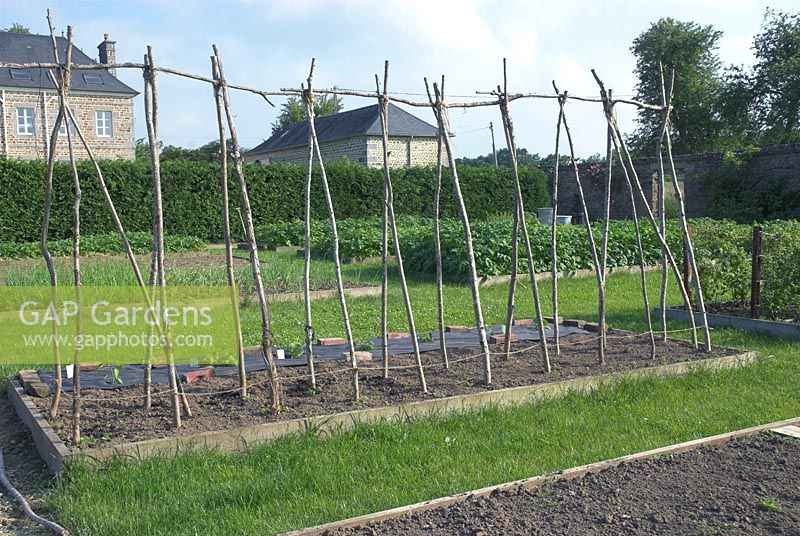 Hazel wood canes in preparation for Beans - Haricot  Verts, in raised  bed in vegetable garden, France