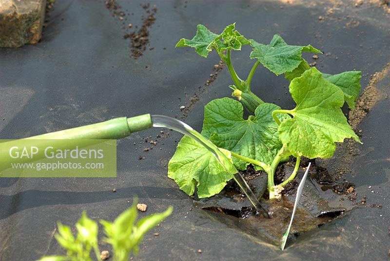 Watering Courgette seedling planted under membrane sheeting
