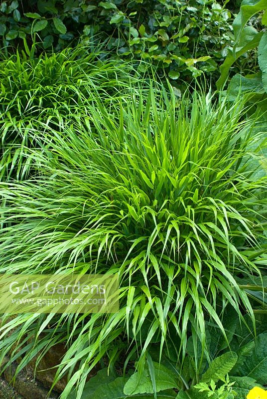 Hakonechloa macra in June