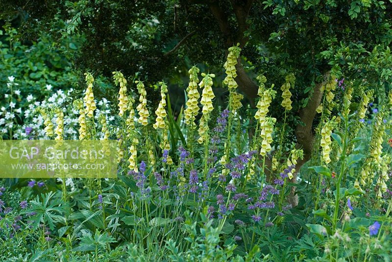 Digitalis grandiflora in border with Geraniums, Salvia verticillata and Campanula in June.