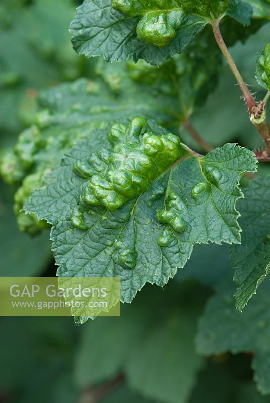 Blister aphid on leaf of red currant in June.