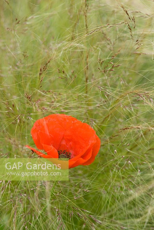 Papaver rhoeas with Stipa tenuissima in June