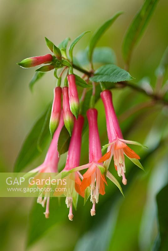 Fuchsia denticulata flowering in June.