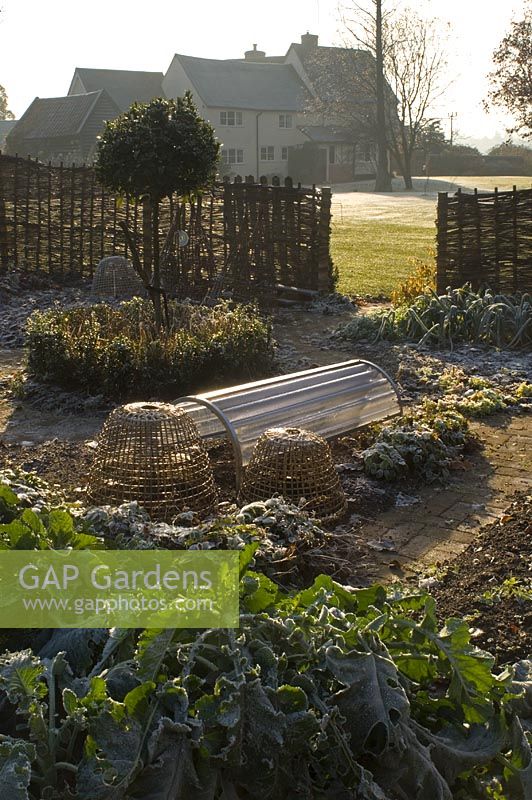 Frosted vegetable garden enclosed by willow fence - Pannells Ash Farm, Essex